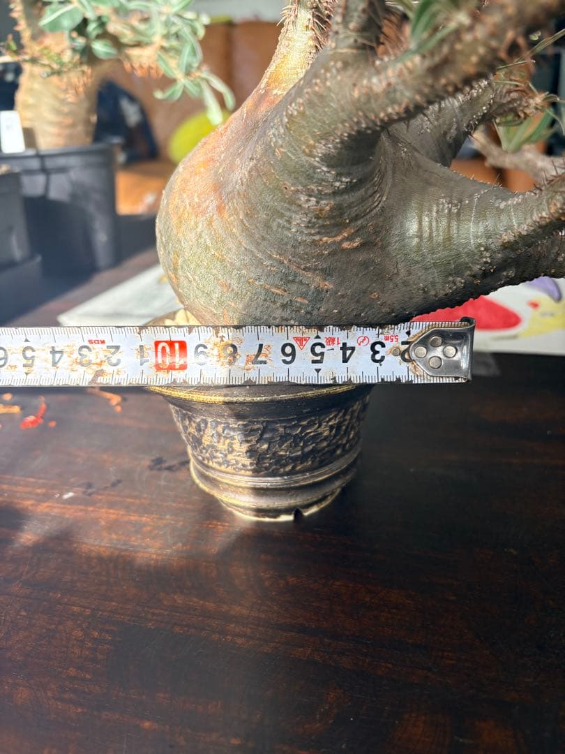 パキポディウムグラキリス　現地株　中型 塊根植物