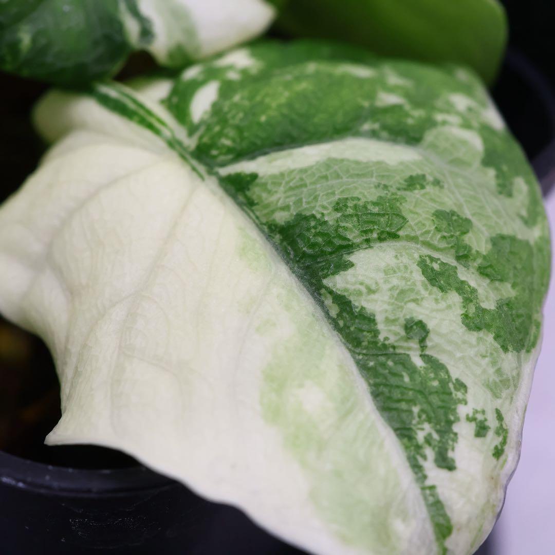 アロカシア メロ アルボ 斑入り