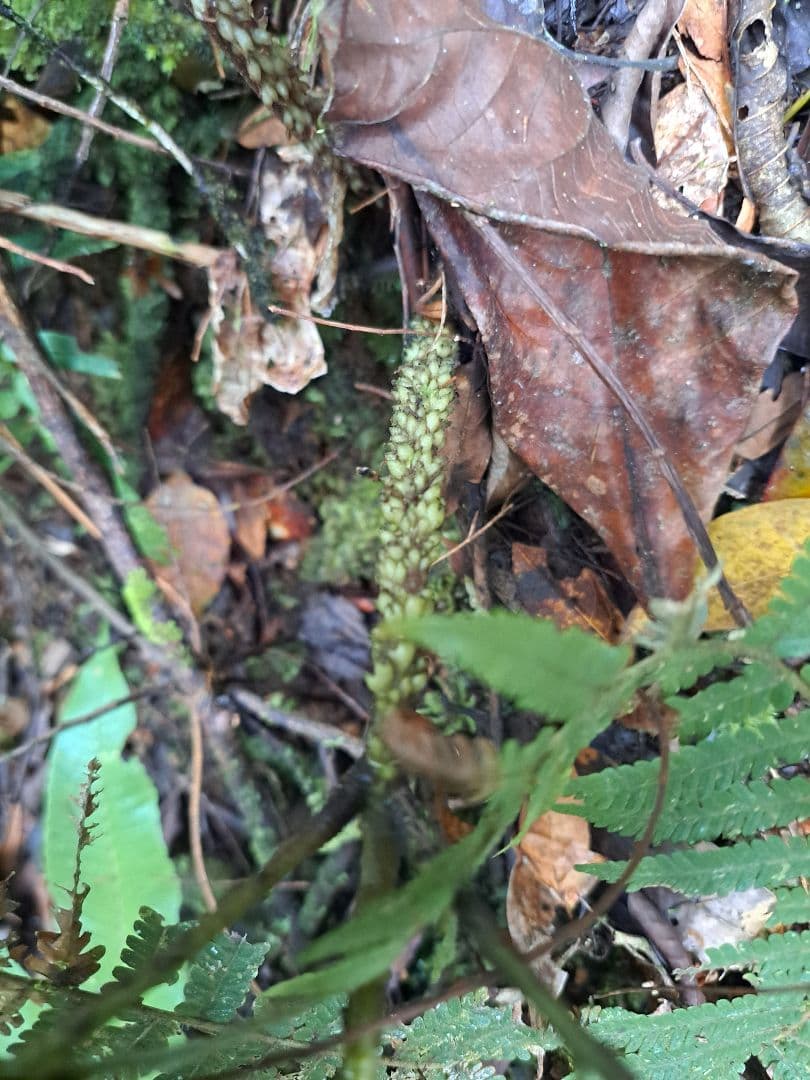 シダ　リュウビンタイ　Ptisana squamosa Pulau Yapen