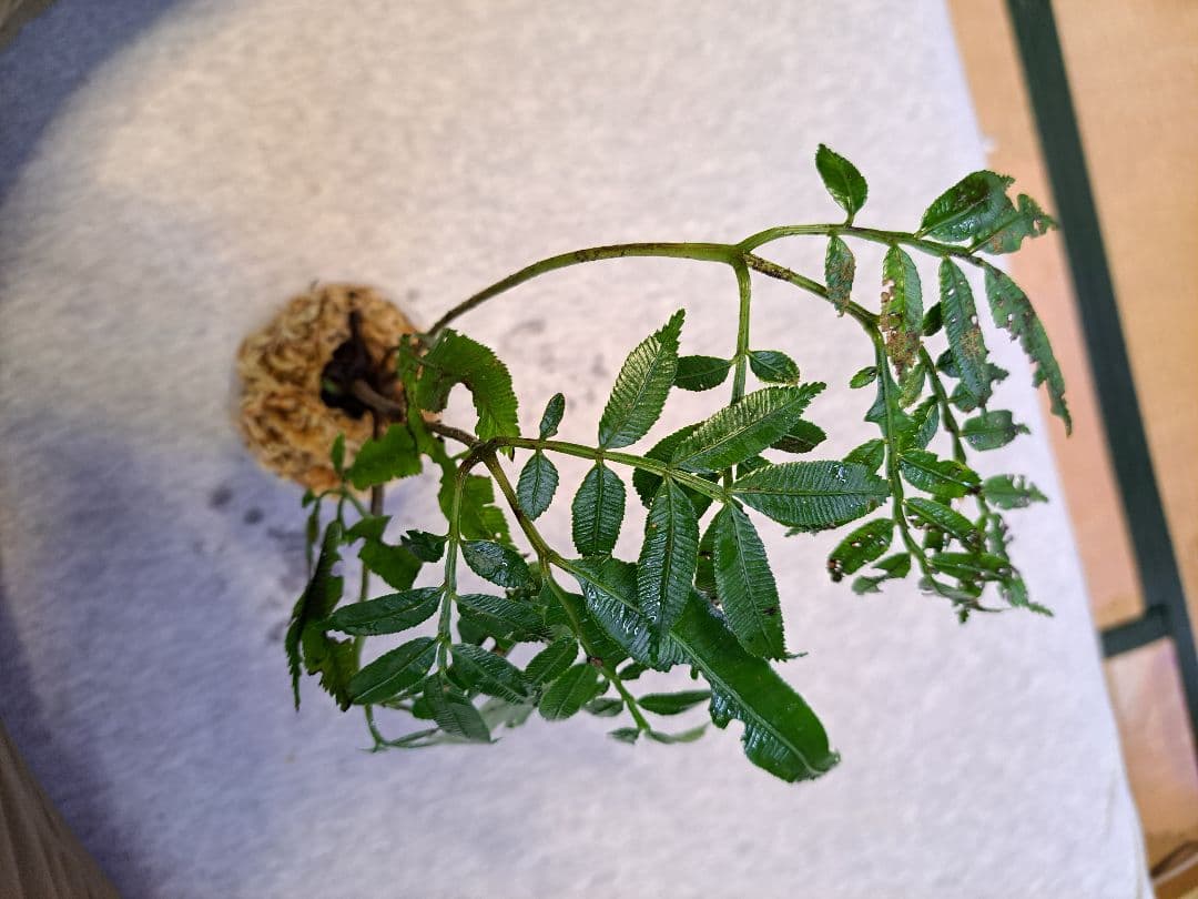 シダ　リュウビンタイ　Ptisana squamosa Pulau Yapen