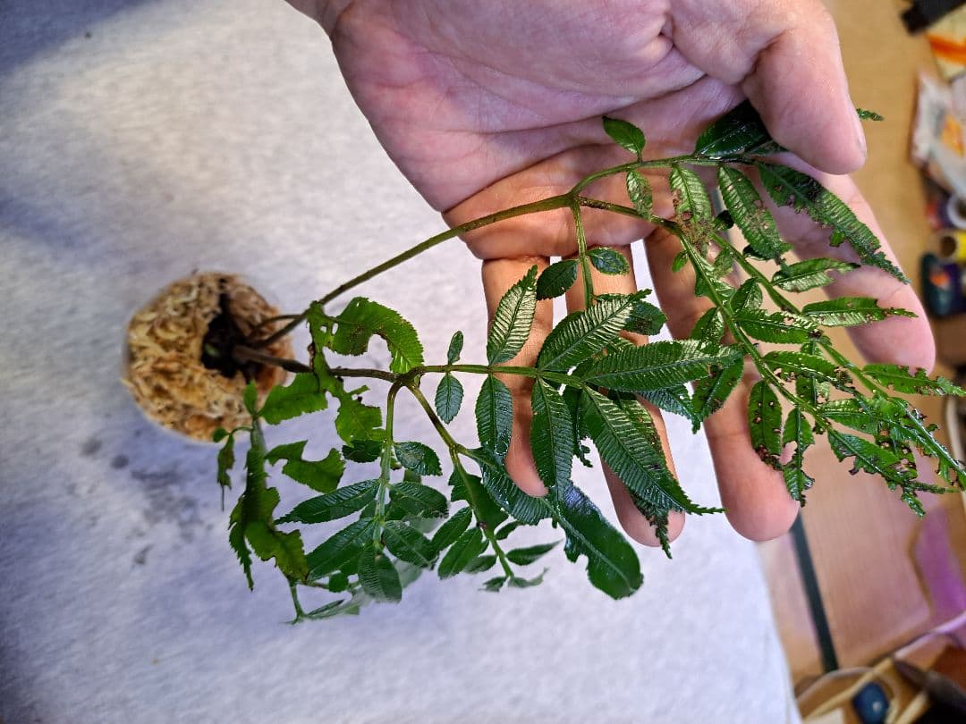 シダ　リュウビンタイ　Ptisana squamosa Pulau Yapen