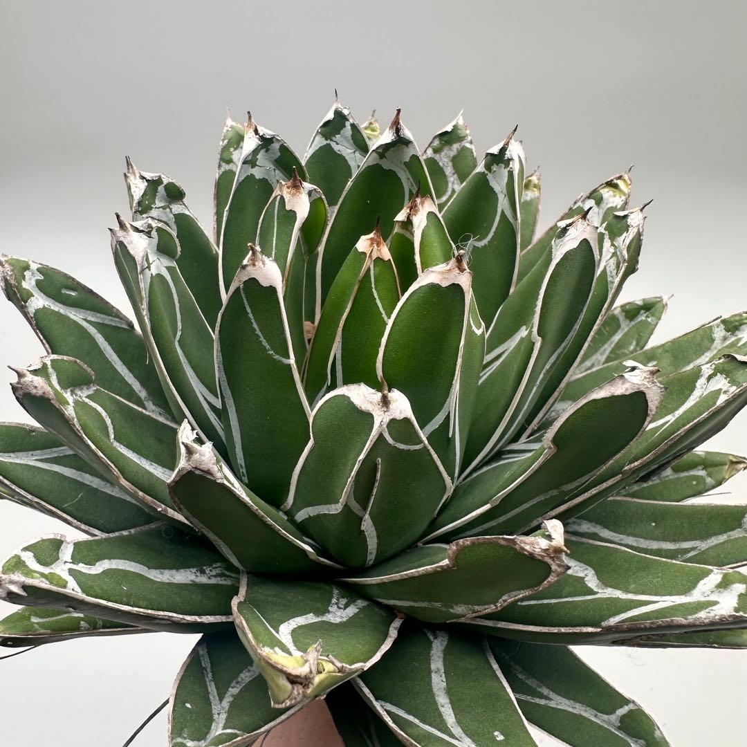 u*1様 多肉植物・アガベ特選 ダルマ笹の雪 濃白株 極上株 包葉 球形