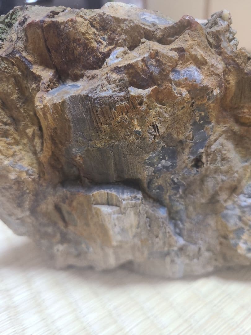 珪化木(3.8キロ)