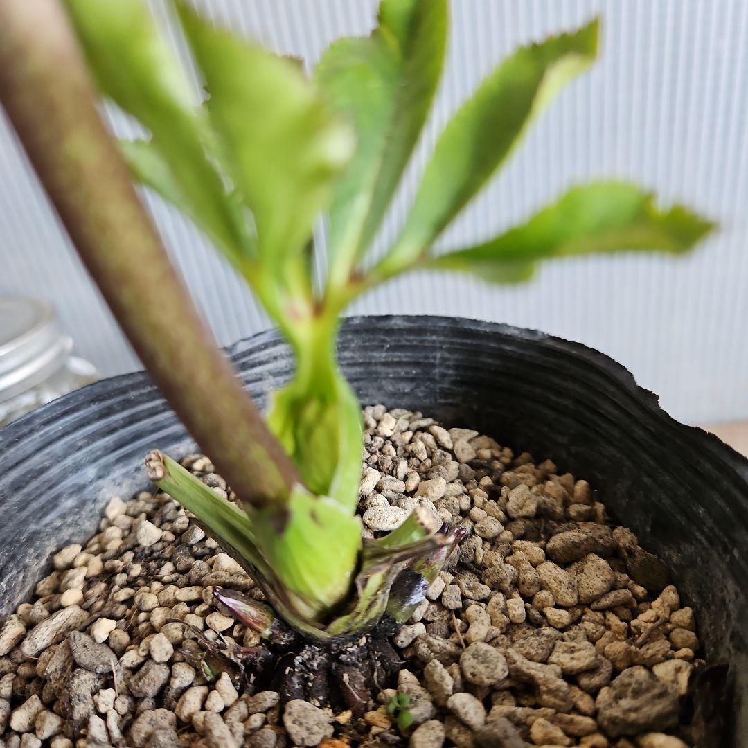 ㉖-343クリスマスローズ