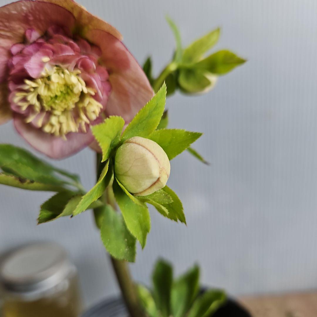 ㉖-343クリスマスローズ