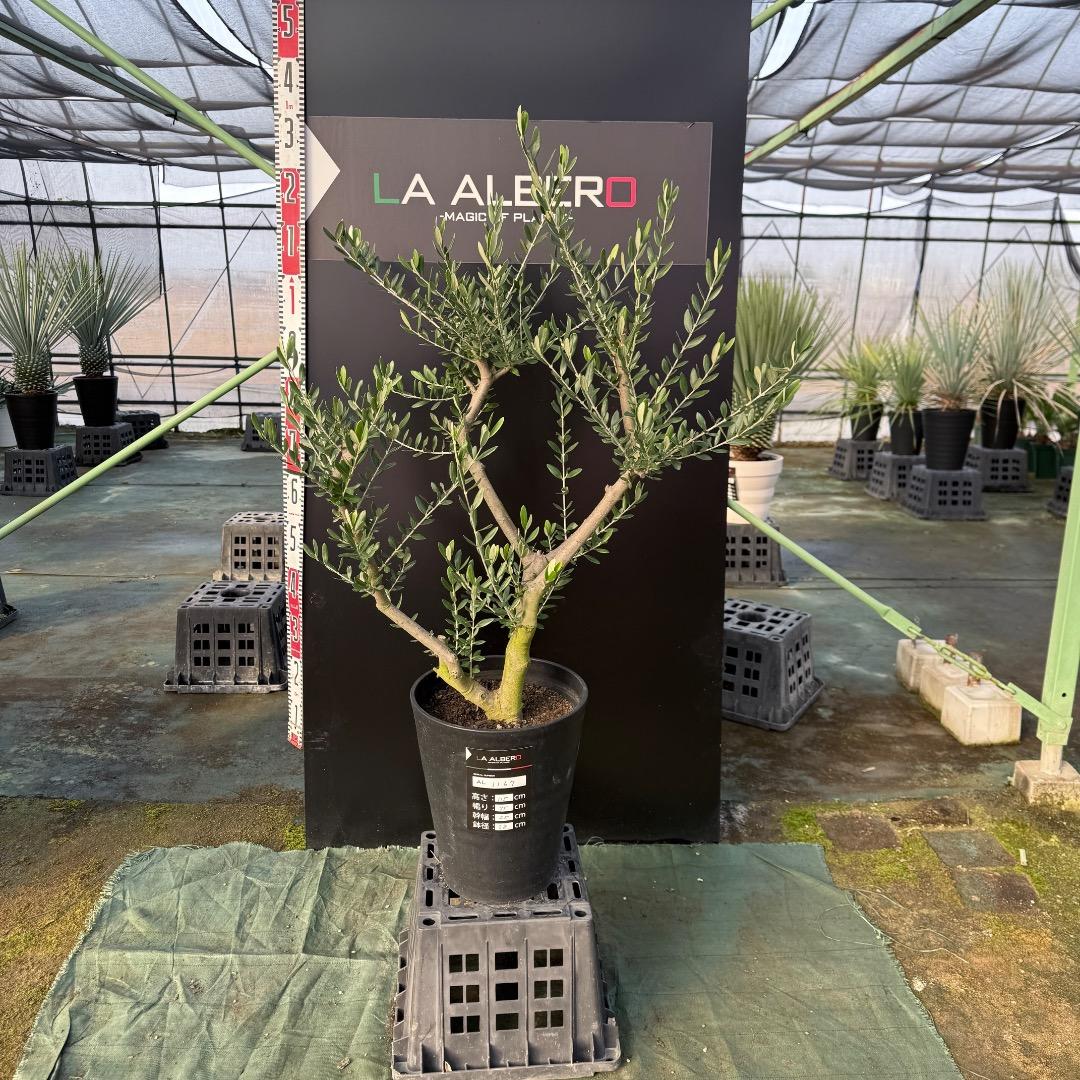 T*a様 【AL1167】オリーブの木　ルッカ　古木