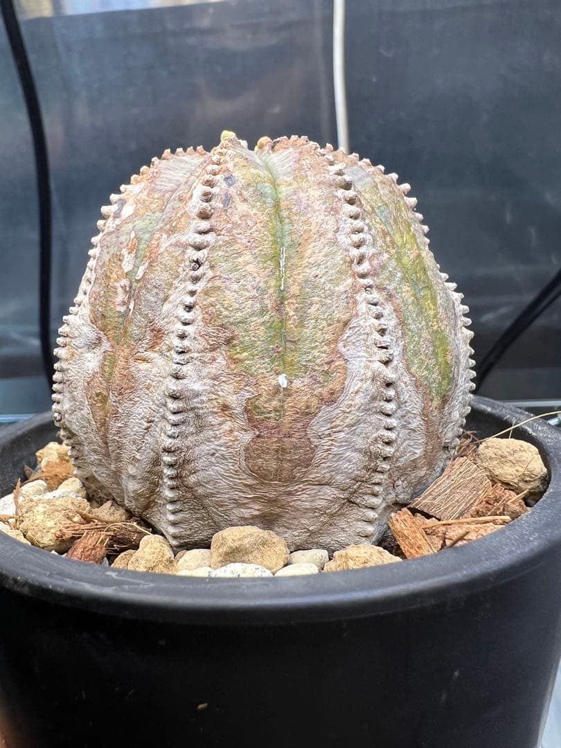 ユーフォルビア オベサ オールド 木質化