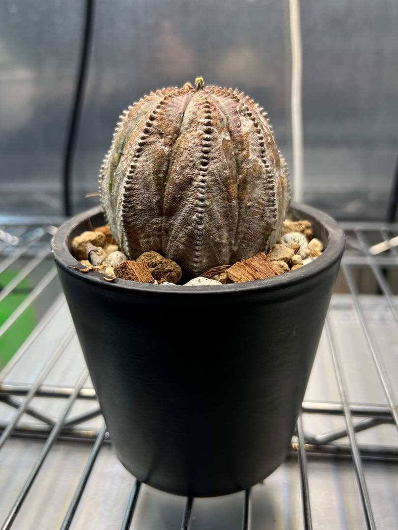 ユーフォルビア オベサ オールド 木質化