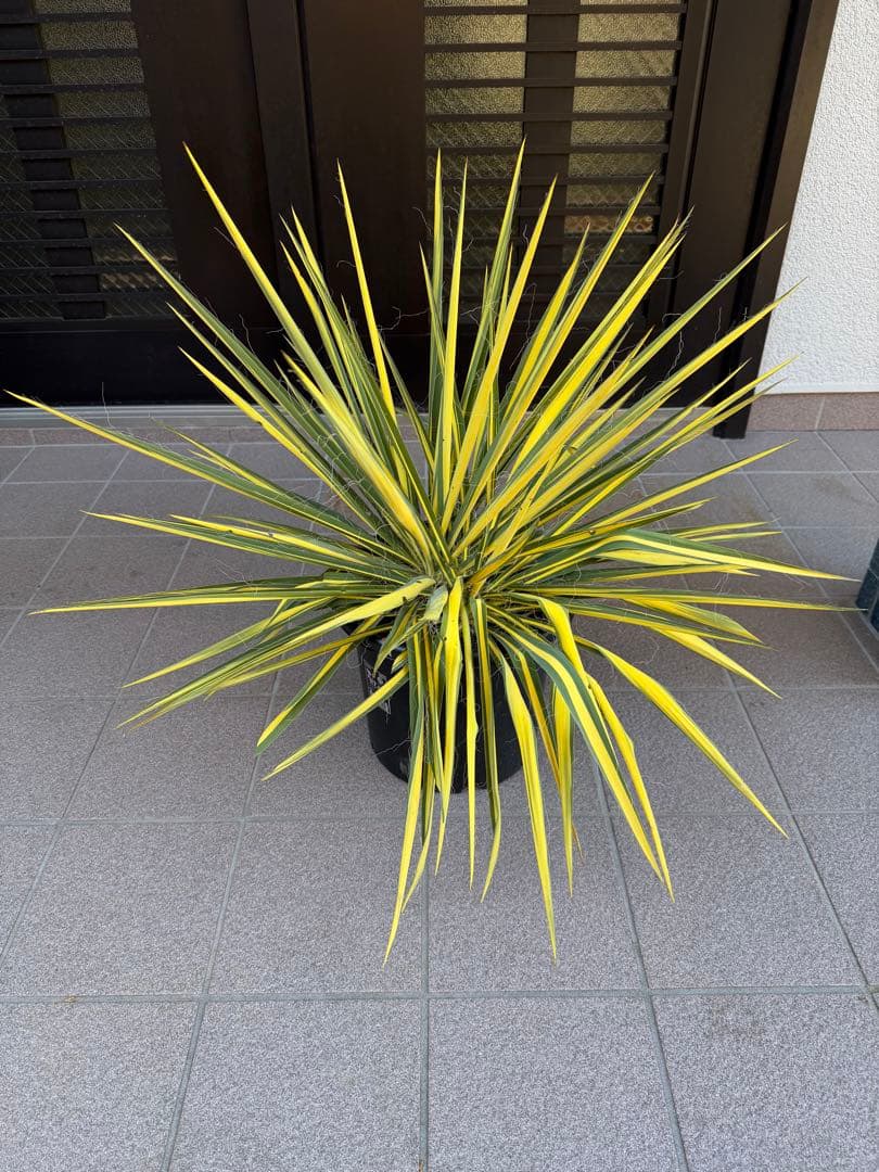 ユッカ　イトラン　カラガード　鉢に2株有り　鉢ごと発送