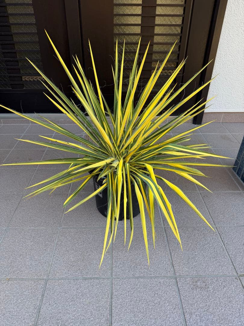 ユッカ　イトラン　カラガード　鉢に2株有り　鉢ごと発送