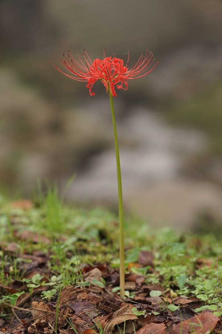 作例付き　SMC PENTAX67 200mm F4 管mpr