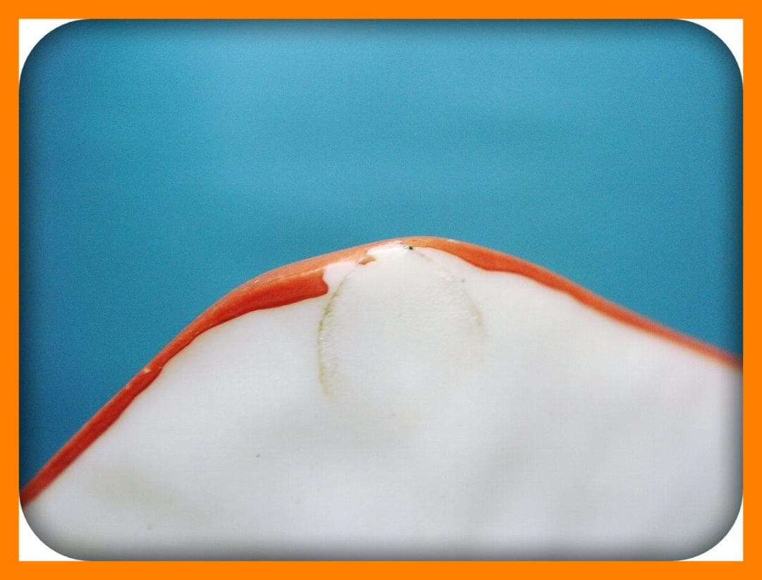 778『呉須赤絵 鳳凰 角皿』　/骨董品 古美術 古玩 アンティーク