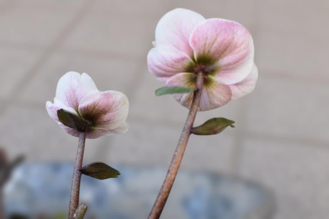 け*ち様 ピンクニゲル　セミダブル　クリスマスローズ　開花株