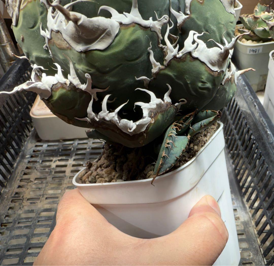 【チタノタ悪魔系統】アガベオテロイ子株 検)ディアボロ悪魔君 スーパーチタノタ