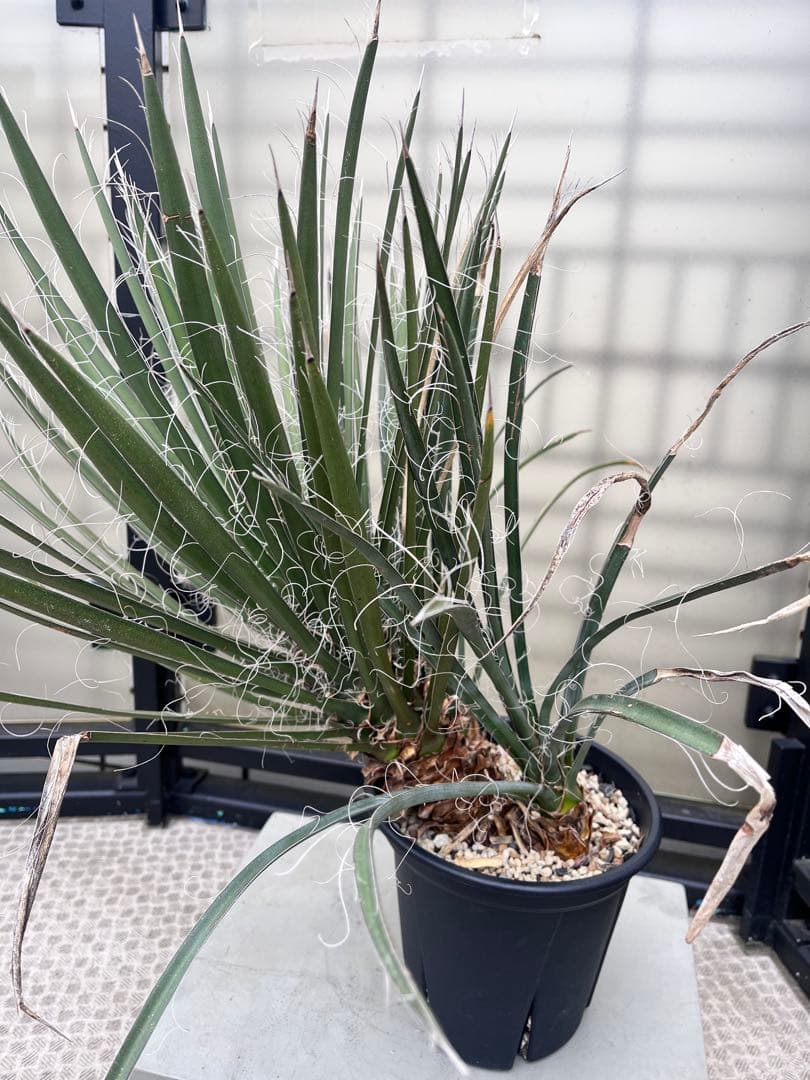 ユッカフィリフェラ3分頭　トリプルヘッド