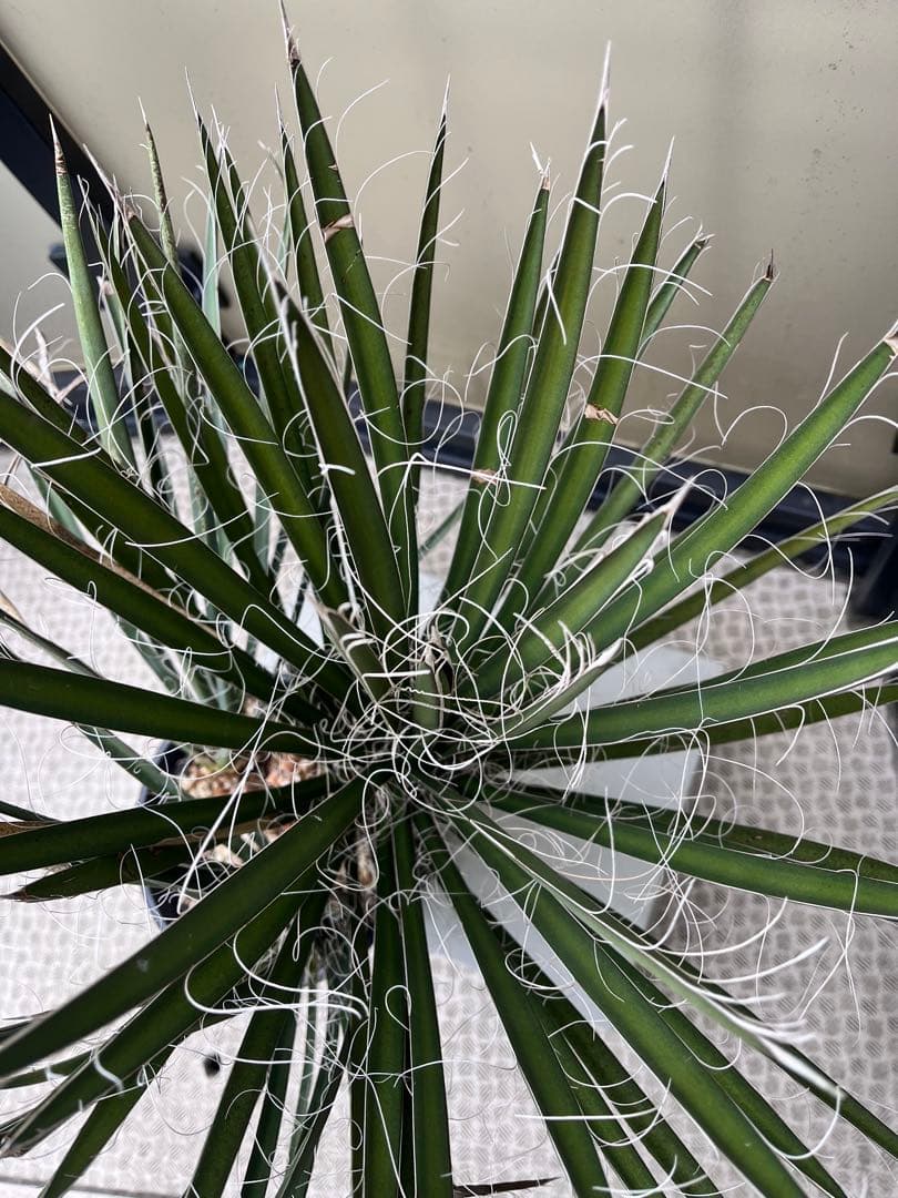 ユッカフィリフェラ3分頭　トリプルヘッド