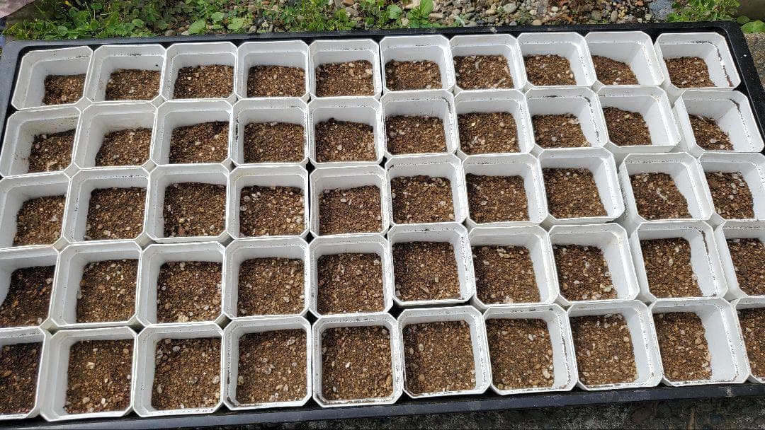 2024輸入）コノフィツム種子フルセット 合計6000粒以上