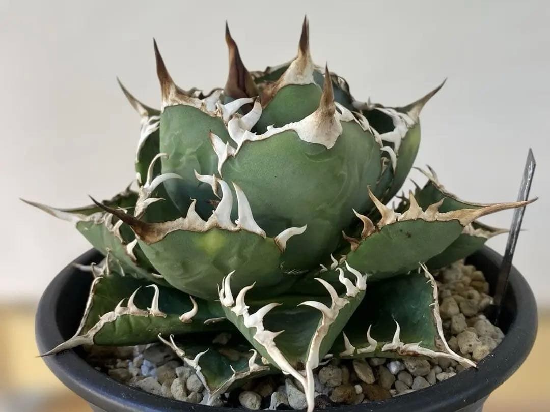 チタノタ　実生　親株