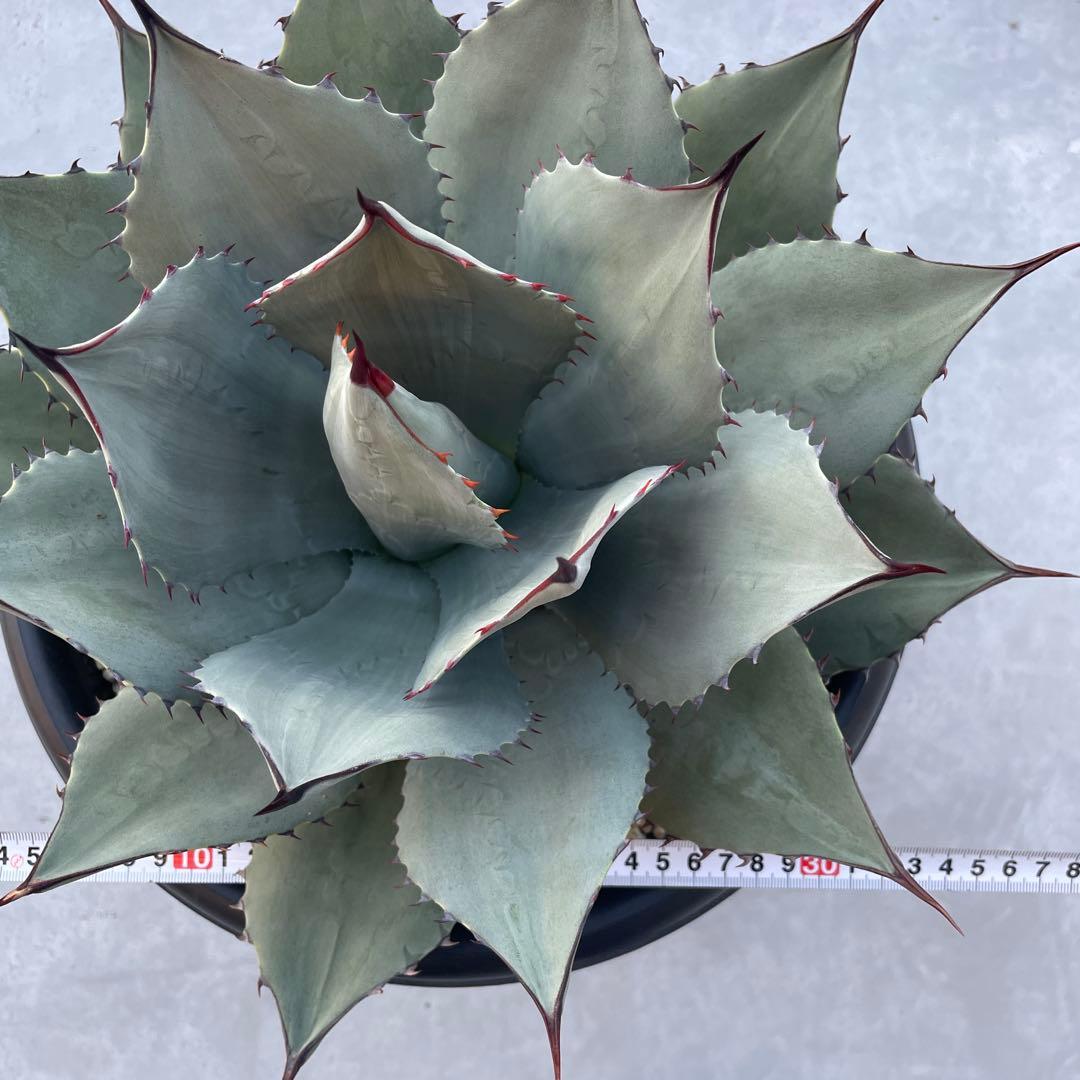 アガベ パリー トランカータ　パリーパリー 直径約35cm