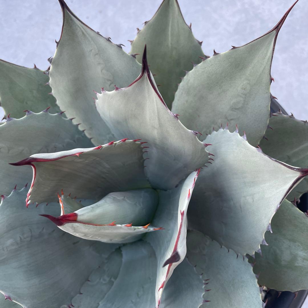 アガベ パリー トランカータ　パリーパリー 直径約35cm