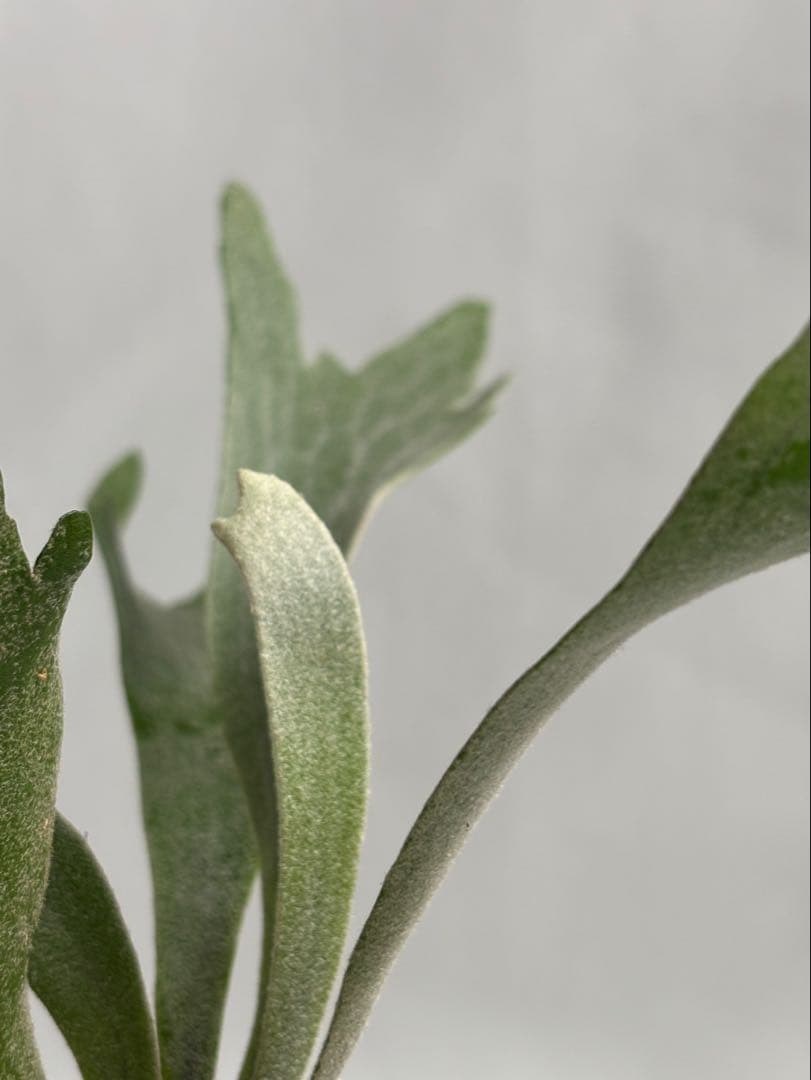 【メルカリ便】P. Willinckii Spur(TC) 【18】