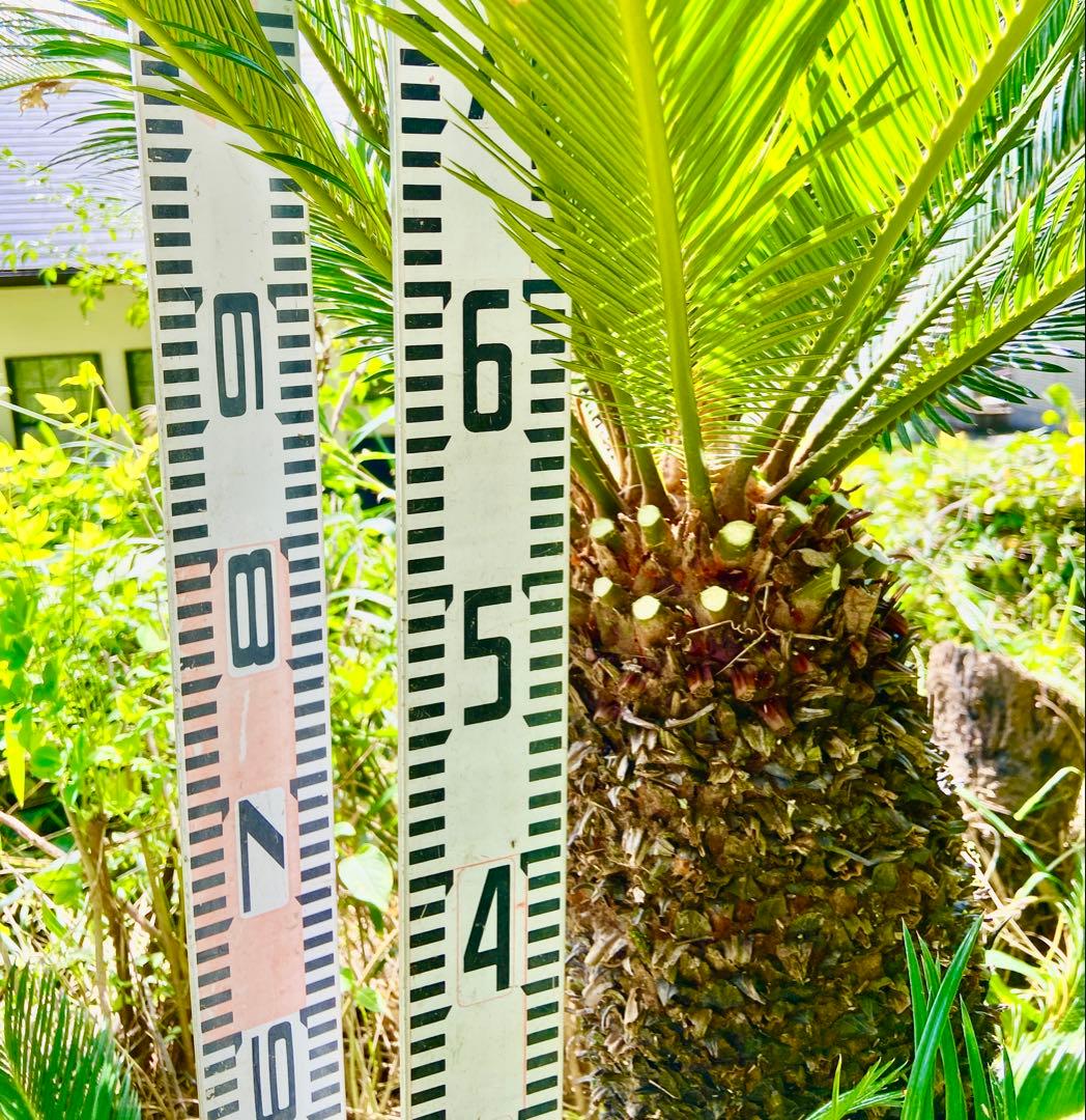 2千円値引き❗️72ゴールド系ソテツ 奄美大島　耐寒性