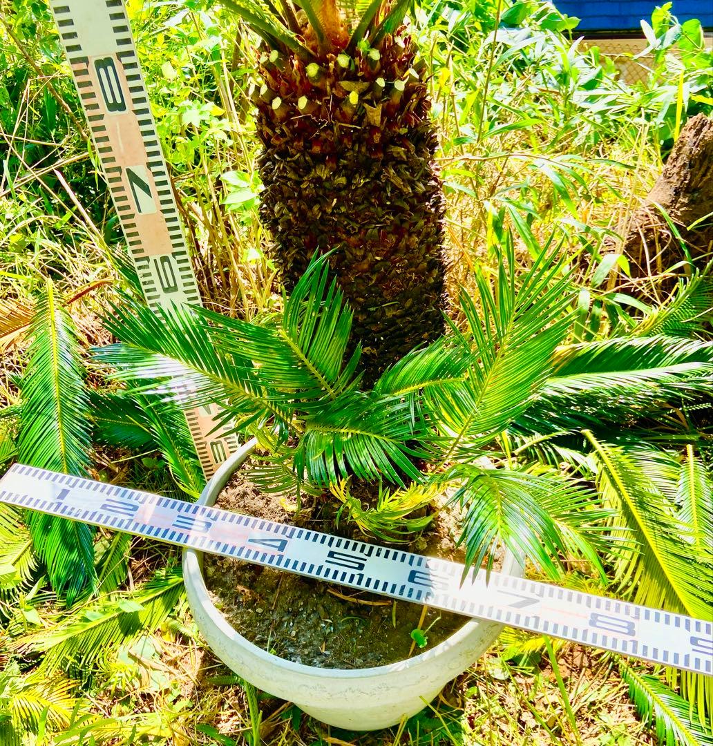 2千円値引き❗️72ゴールド系ソテツ 奄美大島　耐寒性