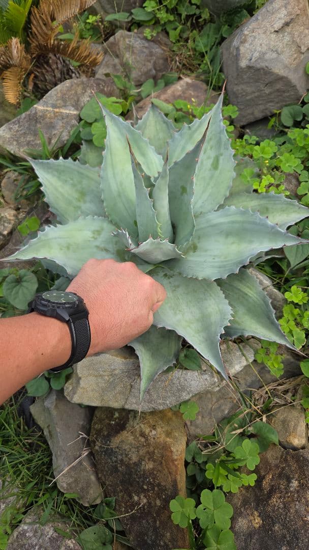 オバティフォリアバンジー　浅中斑