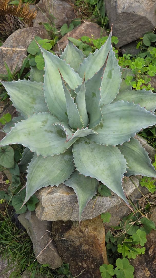 オバティフォリアバンジー　浅中斑