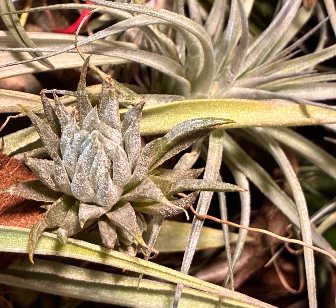 s*r様 Tillandsia ionantha ‘Haselnuss' Koe