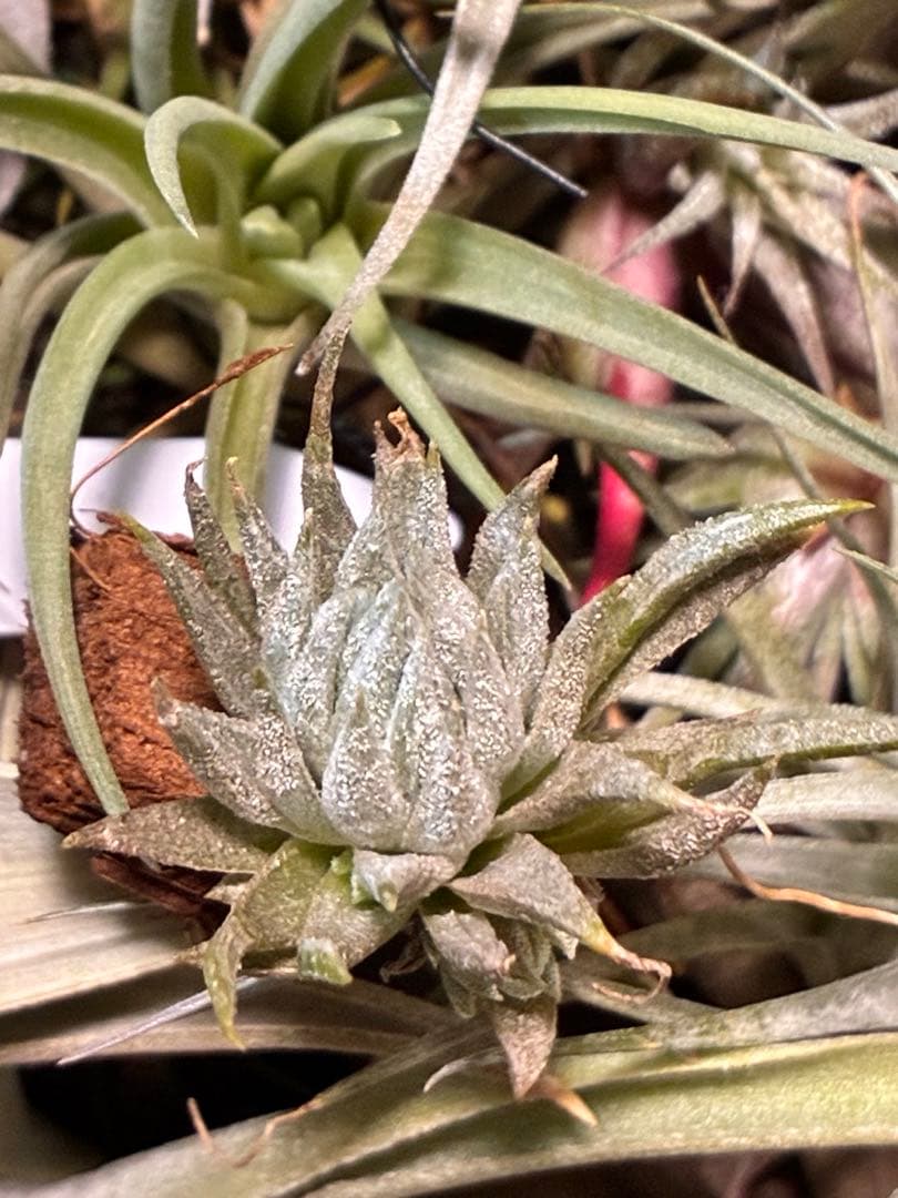 s*r様 Tillandsia ionantha ‘Haselnuss' Koe