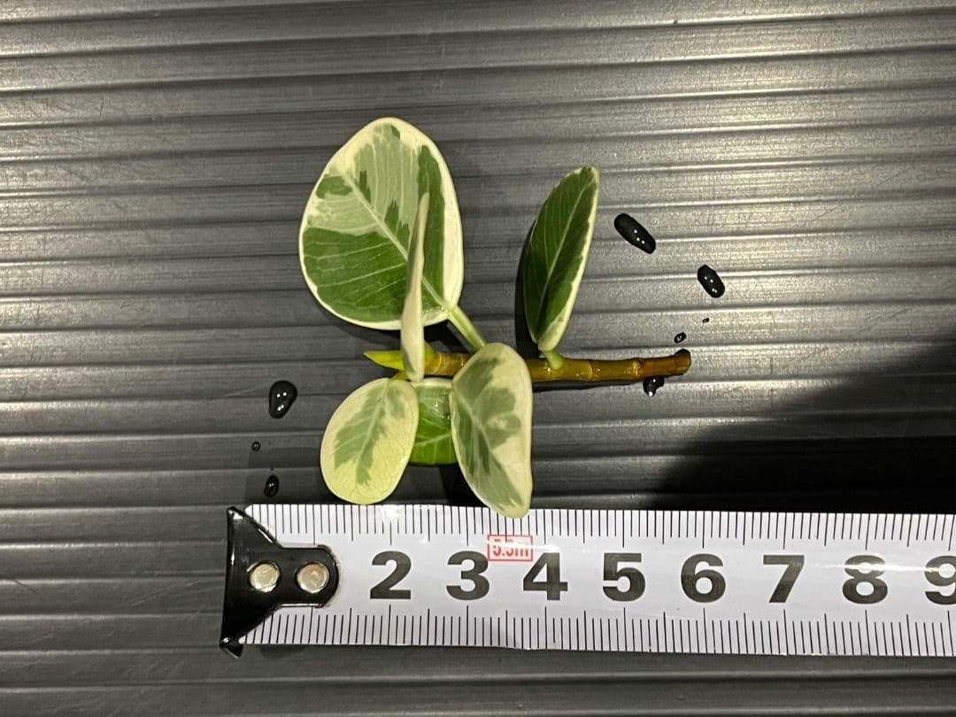 パンダガジュマル斑入りカット