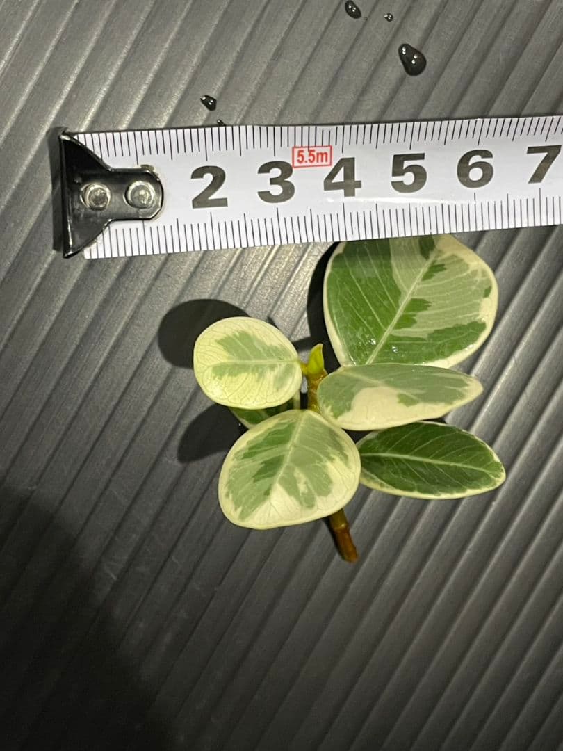 パンダガジュマル斑入りカット