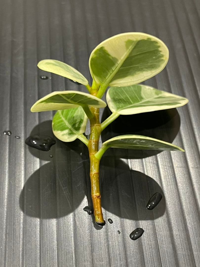 パンダガジュマル斑入りカット