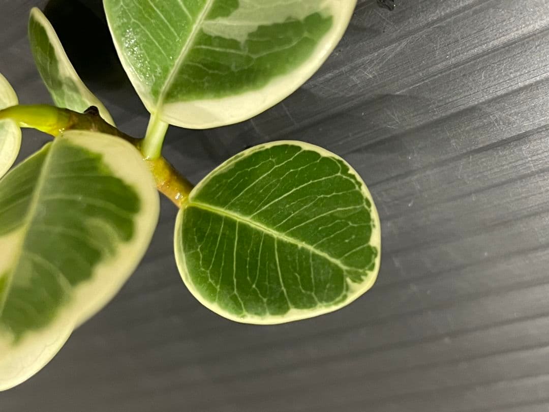 パンダガジュマル斑入りカット