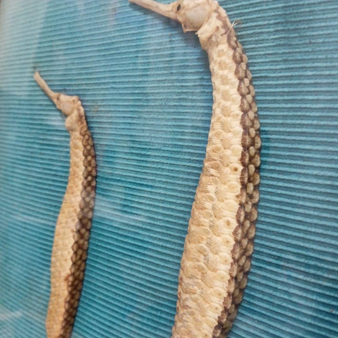 大珍品稀少レア昭和戦前後〜３０年代頃タツノオトシゴ縁起物大型個体標本額装当時物