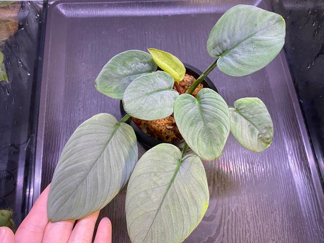 Homalomena sp.“月輪” 【LA0318-01】 大きめ株