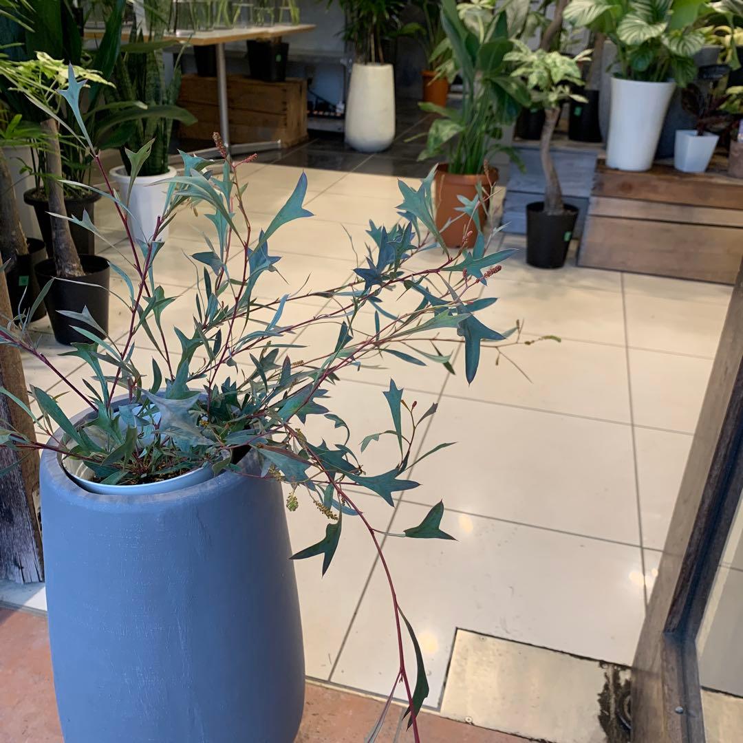 グレビレア シナフェア ファイバー鉢