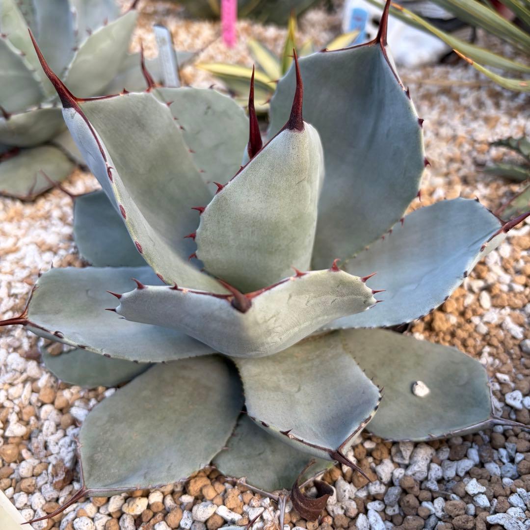 アガベ　美株　パリートランカータ　ハンティントン