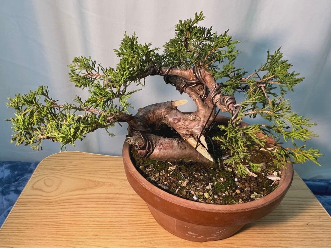 糸魚川真柏　足元太いです‼︎