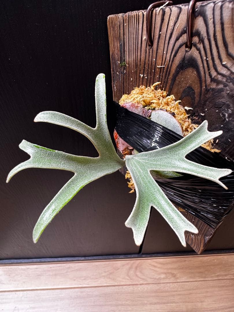 ビカクシダ　アルマダドワーフ　オリジナル　子株⑥