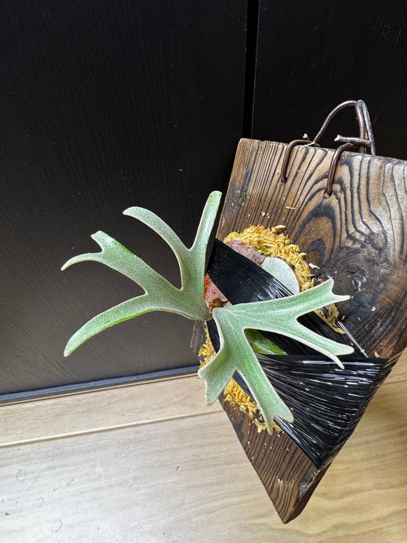 ビカクシダ　アルマダドワーフ　オリジナル　子株⑥