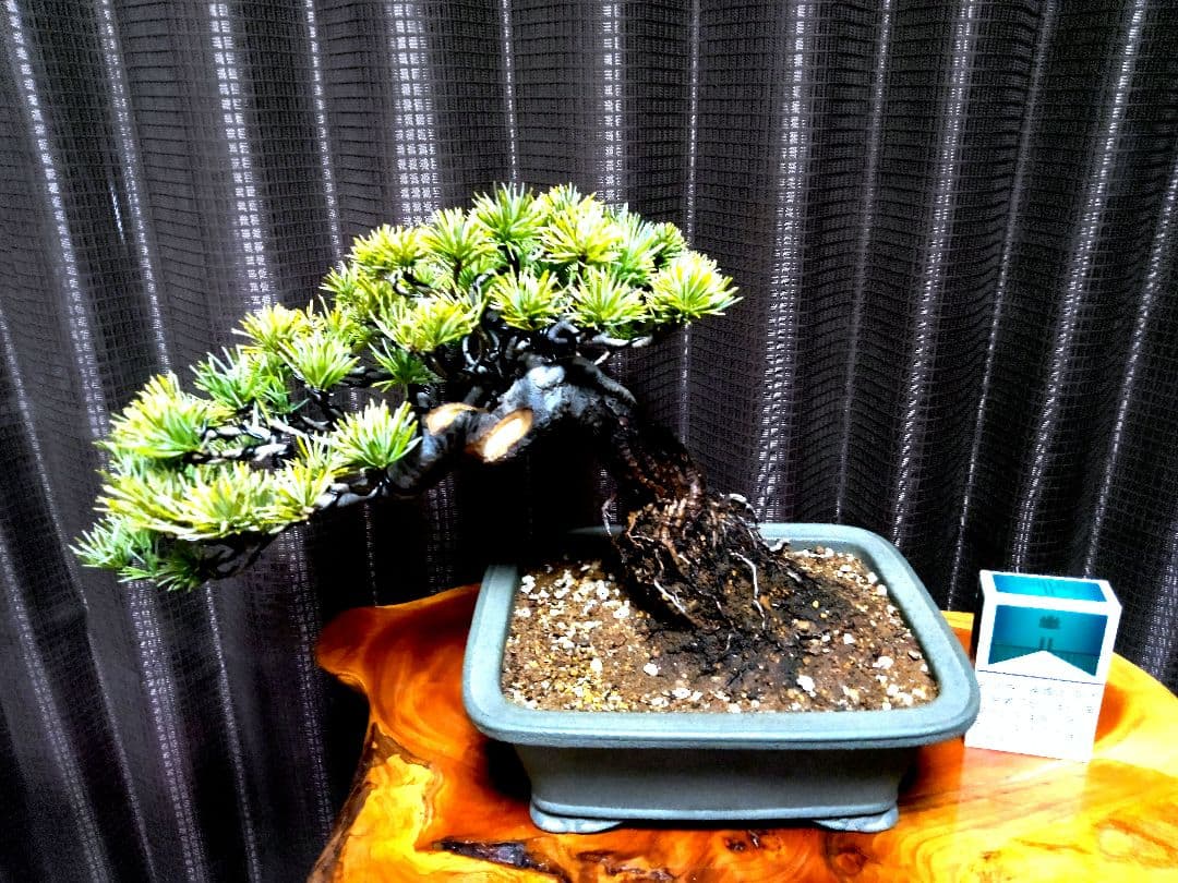 【小品　五葉松盆栽】真柏　　　　　⭕5年後→¥10万円？美品❗