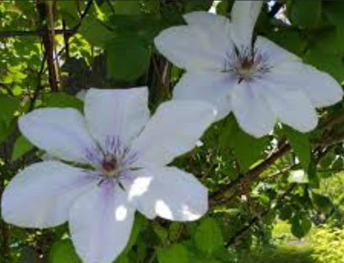 ジョンピクトン　根量非常に多い　地中芽あり