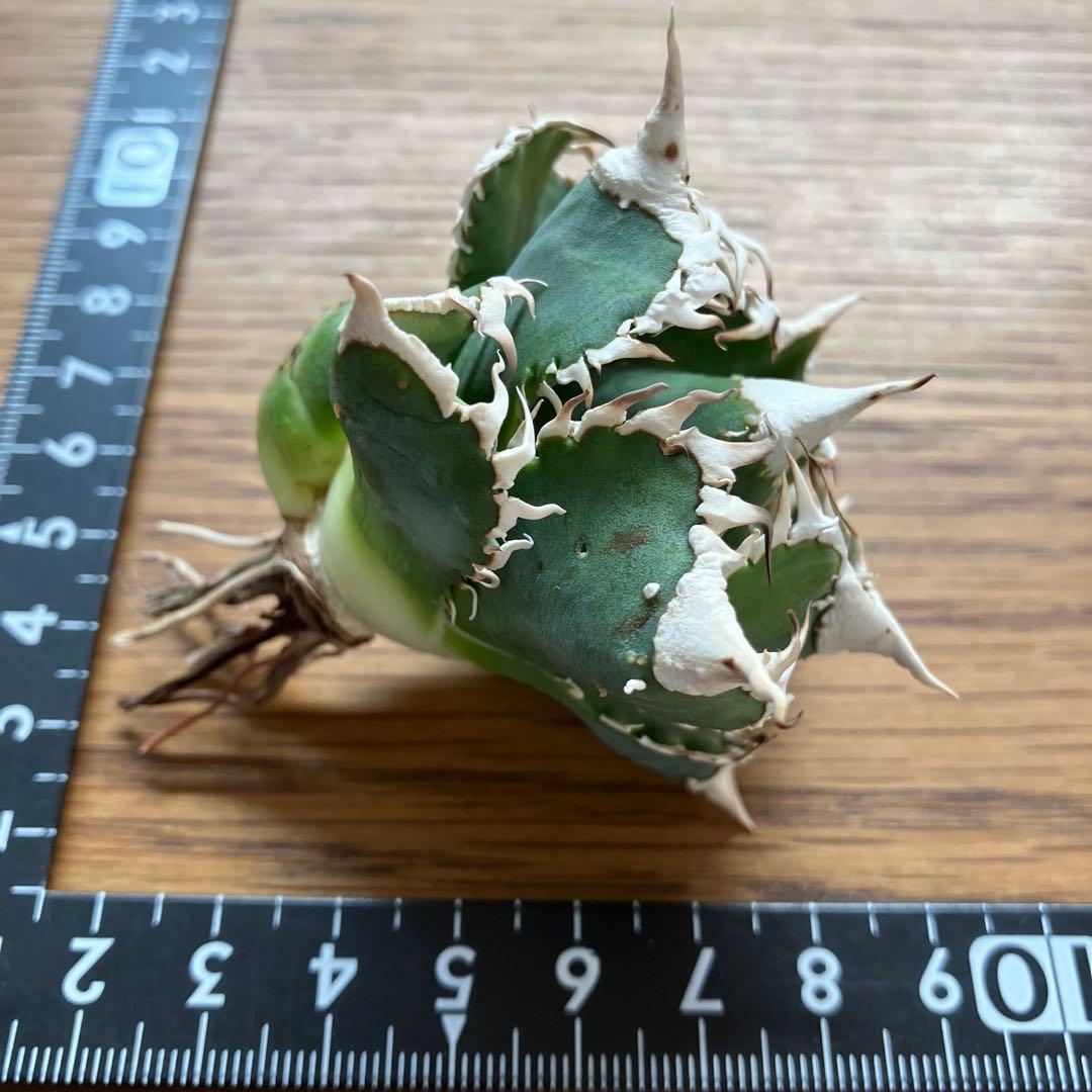 C*7様 【初売りオークション】116 超選抜　優秀　太棘　子株付き　アガベ　白