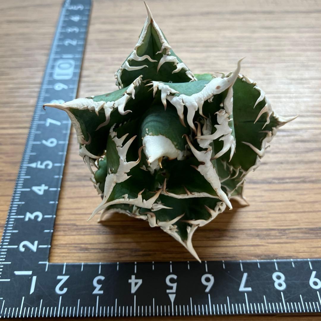 C*7様 【初売りオークション】116 超選抜　優秀　太棘　子株付き　アガベ　白