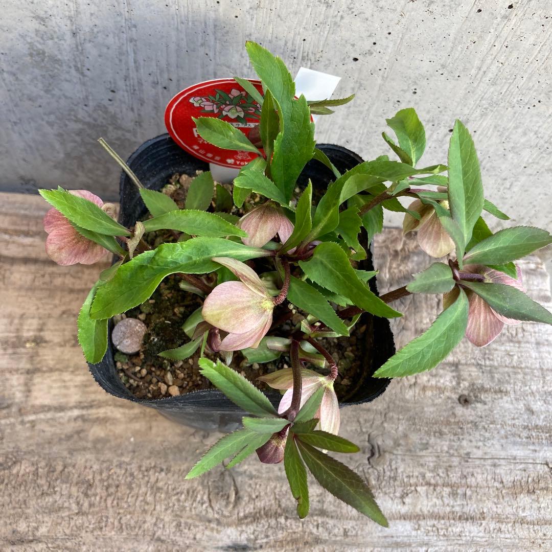 おまとめ2点　meroron＊mama様