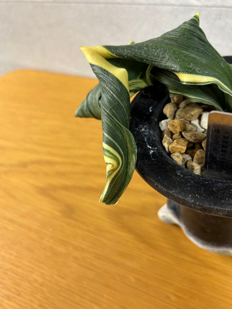 【値下げ！】万年青　舞子獅子　獅子系　おもと