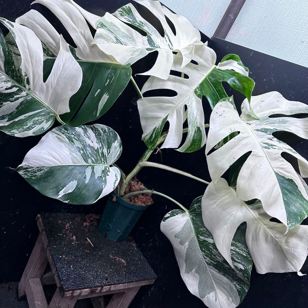 ロ*ラ様 斑入りモンステラ ホワイトタイガー極美大株68cm白斑多