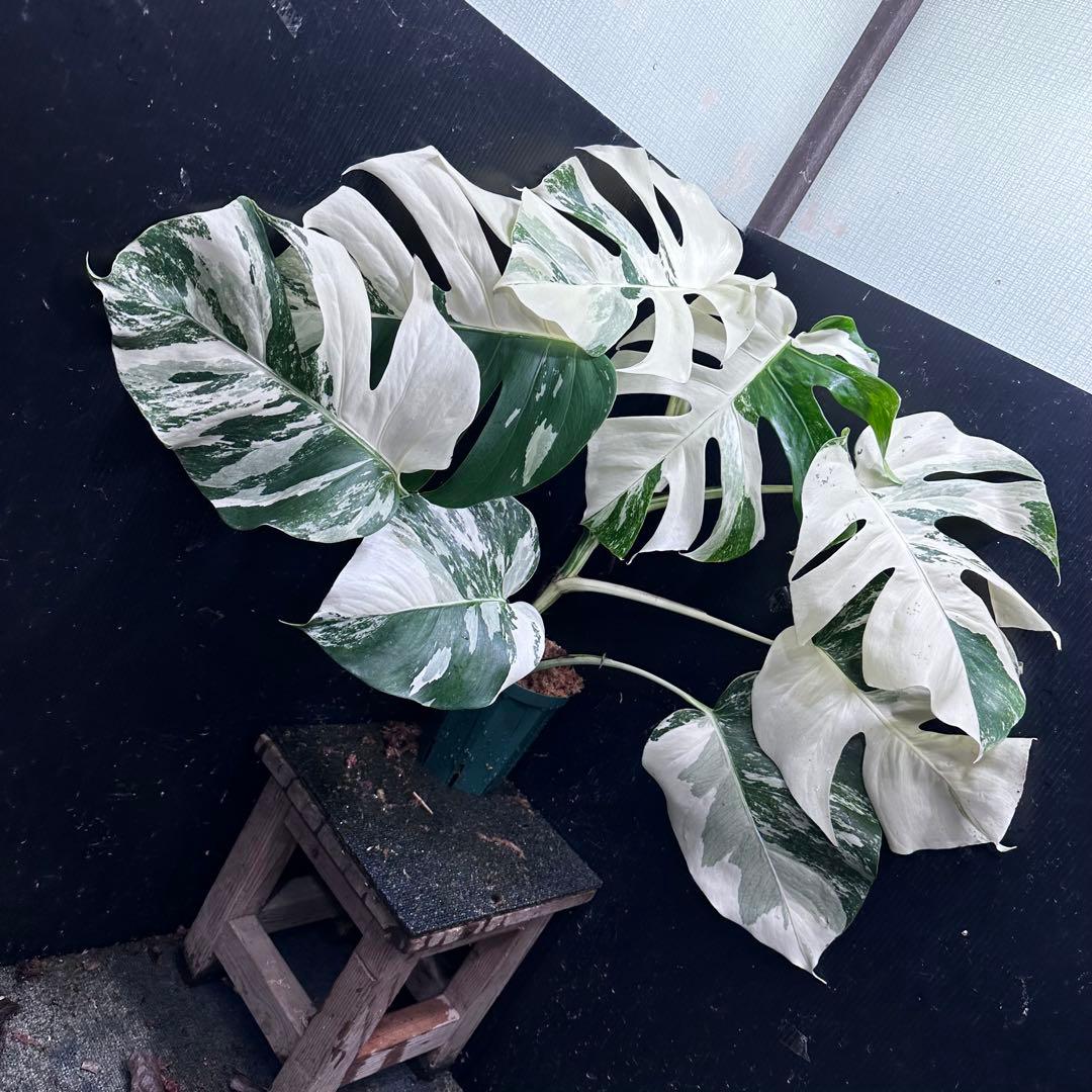 ロ*ラ様 斑入りモンステラ ホワイトタイガー極美大株68cm白斑多